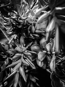 Flower No. 30, 2025 by Guilherme Pontes