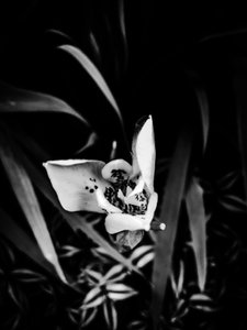 Flower No. 32, 2025 by Guilherme Pontes
