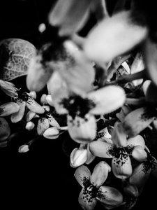 Flower No. 34