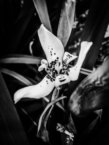 Flower No. 35 by Guilherme Pontes
