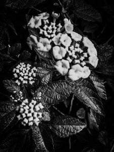 Flower No. 37