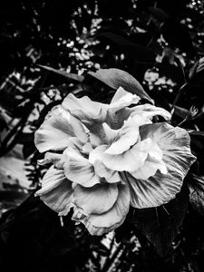 Flower No. 39 by Guilherme Pontes