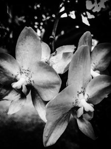 Flower No. 3