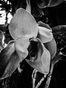 Flower No. 43 by Guilherme Pontes
