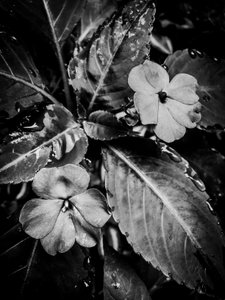 Flower No. 46 by Guilherme Pontes