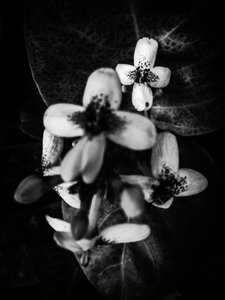 Flower No. 49 by Guilherme Pontes