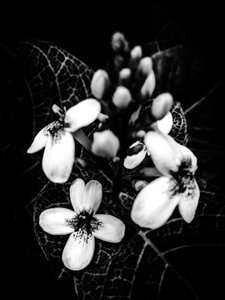 Flower No. 50