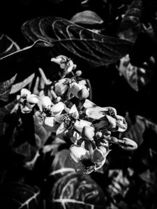 Flower No. 6, 2025 by Guilherme Pontes