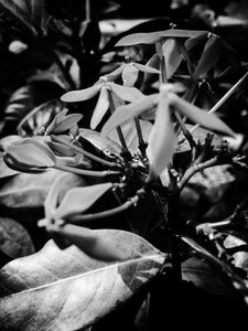 Flower No. 8 by Guilherme Pontes