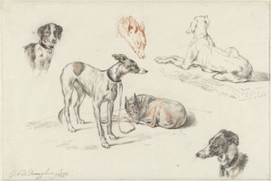 Studies of Dogs