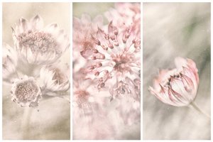 Dreamy Botanical Blushes
