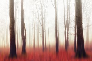 Dreamy Red Forest