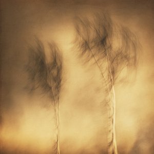Dreamy Swaying Trees by Gustav Davidsson