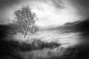 Ethereal Lone Tree by Gustav Davidsson