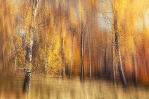 Golden Birch Forest by Gustav Davidsson