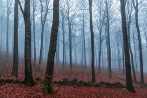 Misty Forest Path by Gustav Davidsson