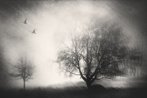 Misty Trees and Swans by Gustav Davidsson