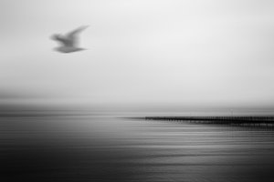Serene Pier Flying Bird by Gustav Davidsson