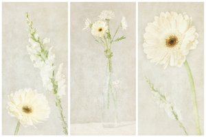 Soft White Blooms