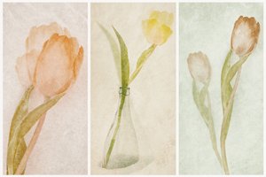 Watercolor Tulip Triptych