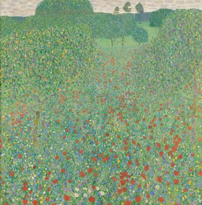Blooming Poppy