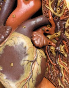 (Detail) of a Male Anatomical Ecorche Model, Displaying Muscles, Arteries and Veins, the Circulation and Nervous System by Gustav Zeiller