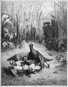 The Lark and Her Young Ones With The Owner Of A Field - from 