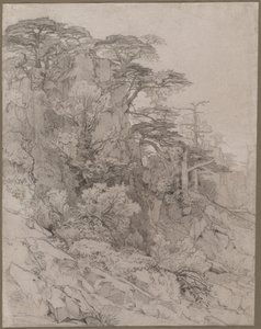 Trees of a Rocky Hillside