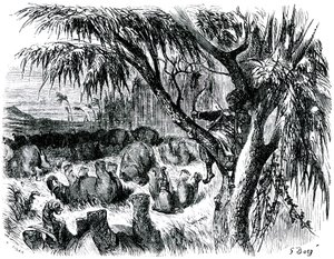 Sindbad the sailor (Sinbad) - tale of the thousand and one (1001) nights - illustration by Gustave Dore - edition Maxwell 1865 - Seventh voyage: Sindbad, perch in a tree, pulls with his bow on elephants