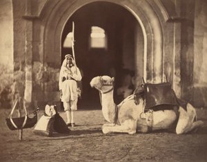 Camel Lying Down by Gustave Le Gray