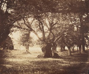 Hollow Oak Tree, Fontainebleau by Gustave Le Gray