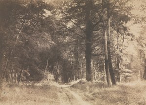 Pathway in the Forest of Fontainbleau