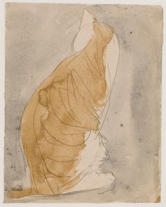 Study of a Cat
