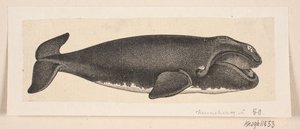 A Whale by H. C. Henneberg