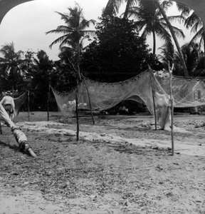 Fishermen Drying Their Nets on the Beach, Basseterre, St Christopher, West Indies