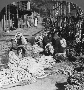 Sorting and Packing Daikon Japanese Radishes on the Waterfront, Atami, Japan