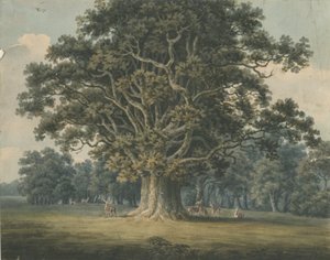 Needwood - Swilcar Oak