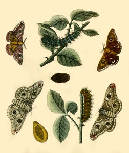 Emperor Moth