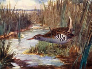 Water-rail