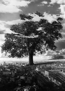 The Tree in Islington