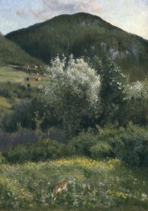 Bird Cherry