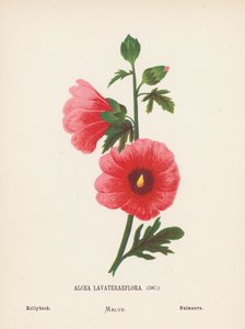 Wild Flowers of the Holy Land: Alcea Lavateraeflora; Hollyhock by Hannah Zeller
