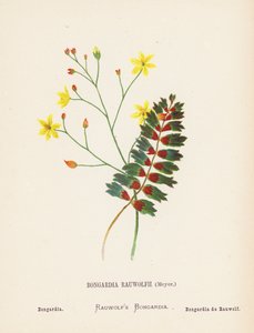 Wild Flowers of the Holy Land: Bongardia Rauwolfii, Meyer; Bongardia