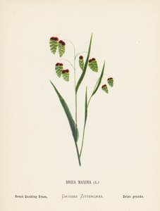 Wild Flowers of the Holy Land: Briza Maxima; Great Quaking Grass