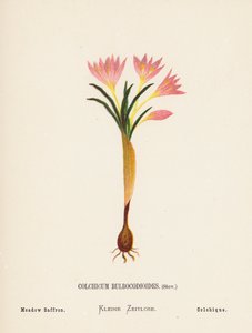Wild Flowers of the Holy Land: Colchicum Bulbocodioides, Stev; Meadow Saffron by Hannah Zeller