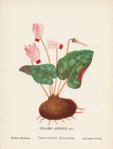 Wild Flowers of the Holy Land: Cyclamen Aleppicum, Ait; Persian Cyclamen