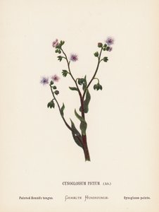 Wild Flowers of the Holy Land: Cynoglossum Pictum, Ait; Painted Hound
