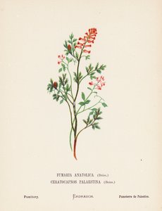 Wild Flowers of the Holy Land: Fumaria Anatolica, Boiss, Ceratocapnos Palaestina, Boiss; Fumitory