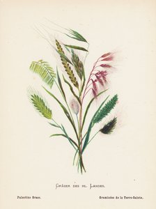 Wild Flowers of the Holy Land: Graser des hl Landes; Palestine Grass