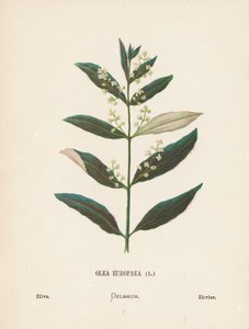 Wild Flowers of the Holy Land: Olea Europaea; Olive